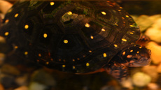 Tropfenschildkröte (3).jpg